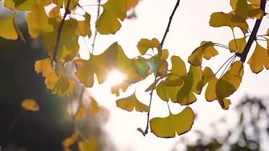 4k唯美意境阳光透过树叶风光自然风景视频的预览图